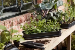 Elho Green Basics Anzucht-Untersetzer L, Lebhaft Schwarz 11 Elho Green Basics Anzucht-Untersetzer L, Lebhaft Schwarz -Deutschland Gartenbedarf Verkäufe 2024 elho green basics anzucht untersetzer l 1588394 de