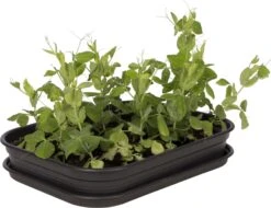 Elho Green Basics Anzuchthaus-Set M -Deutschland Gartenbedarf Verkäufe 2024 elho green basics anzuchthaus set m crna 1168161 de