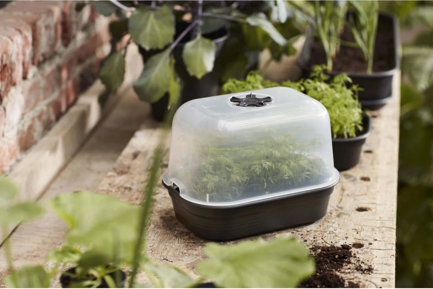 Elho Green Basics Anzuchtschale S, Lebhaft Schwarz 3 Elho Green Basics Anzuchtschale S, Lebhaft Schwarz