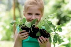 Elho Green Basics Anzuchttopf Starter Set, 10 Stück 11 Elho Green Basics Anzuchttopf Starter Set, 10 Stück -Deutschland Gartenbedarf Verkäufe 2024 elho green basics anzuchttopf starter set 1588332 de