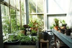 Elho Green Basics Anzuchttopf Starter Set, 10 Stück 10 Elho Green Basics Anzuchttopf Starter Set, 10 Stück -Deutschland Gartenbedarf Verkäufe 2024 elho green basics anzuchttopf starter set 1588334 de