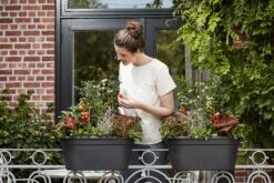 Elho Green Basics Flower Bridge 55 Cm, Schwarz -Deutschland Gartenbedarf Verkäufe 2024 elho green basics flower bridge 55 cm svart 1669096 de