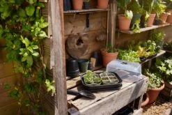 Elho Green Basics Saatschale 22 Cm -Deutschland Gartenbedarf Verkäufe 2024 elho green basics saatschale 22 cm 1600492 de