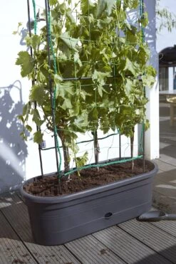 Elho Green Basics Veggie Wall 80 Cm 21 Elho Green Basics Veggie Wall 80 Cm -Deutschland Gartenbedarf Verkäufe 2024 elho green basics veggie wall 80 cm 1 stk 772848 de