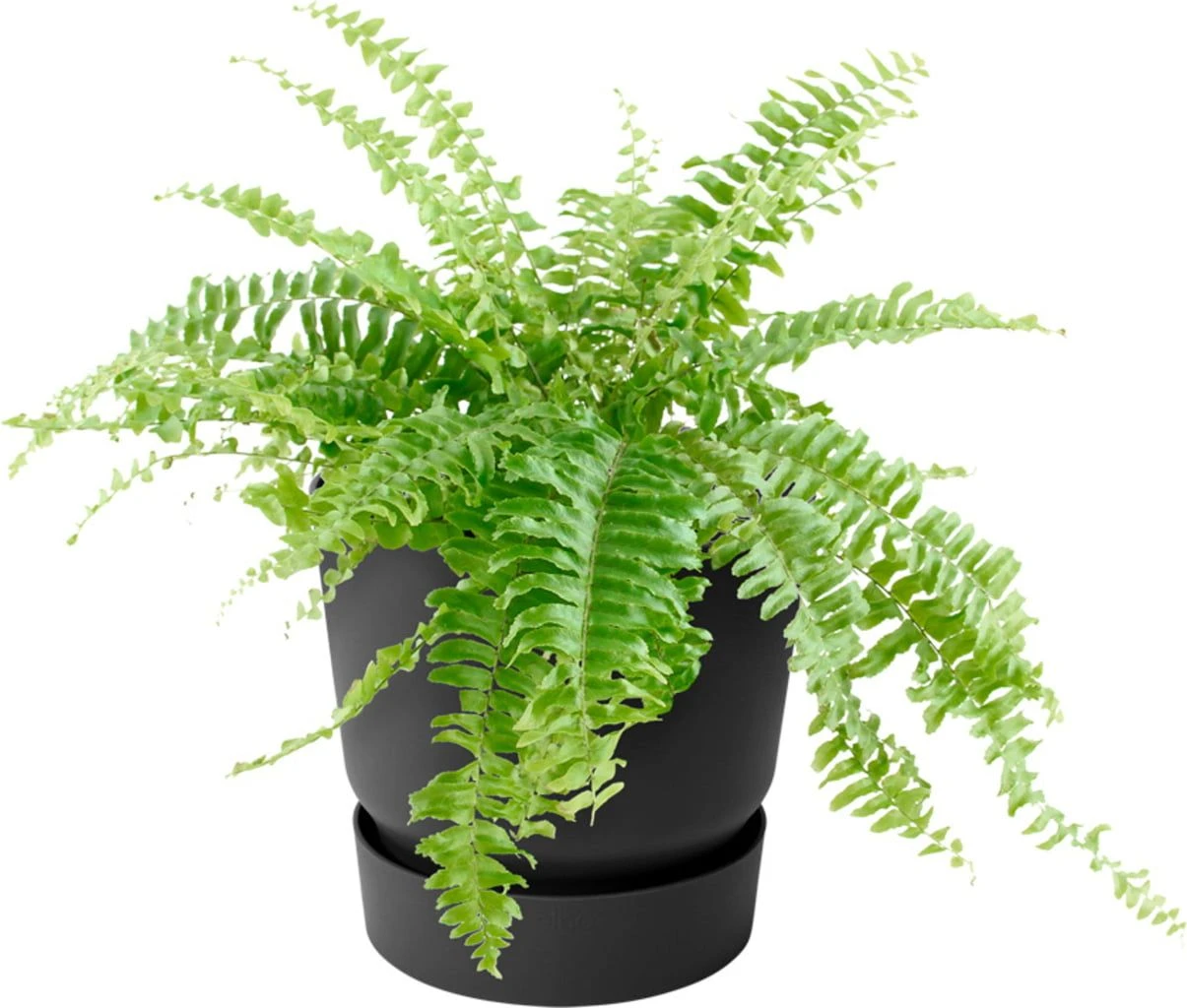 Elho Greenville Balkongefäß "easy Hanger" Single, Living Schwarz 6 Elho Greenville Balkongefäß "easy Hanger" Single, Living Schwarz – Bild 4