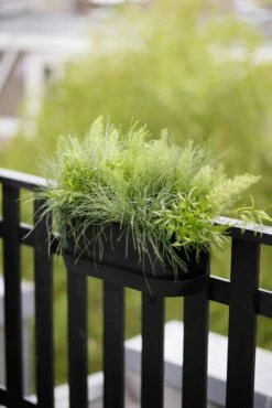 Elho Greenville Easy Balcony 52 Cm, Living Schwarz 11 Elho Greenville Easy Balcony 52 Cm, Living Schwarz -Deutschland Gartenbedarf Verkäufe 2024 elho greenville easy balcony 52 cm living schwarz 1134877 de