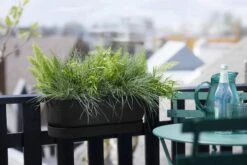 Elho Greenville Easy Balcony 52 Cm, Living Schwarz 14 Elho Greenville Easy Balcony 52 Cm, Living Schwarz -Deutschland Gartenbedarf Verkäufe 2024 elho greenville easy balcony 52 cm living schwarz 1134884 de