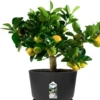Elho Greenville Topf Rund 25 Cm, Lebhaft Schwarz 2 Elho Greenville Topf Rund 25 Cm, Lebhaft Schwarz -Deutschland Gartenbedarf Verkäufe 2024 elho greenville topf rund 25 cm levande svart 1668911 de
