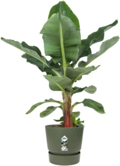 Elho Greenville Topf Rund 40 Cm, Laubgrün 14 Elho Greenville Topf Rund 40 Cm, Laubgrün -Deutschland Gartenbedarf Verkäufe 2024 elho greenville topf rund 40 cm vaextgroen 1668952 de