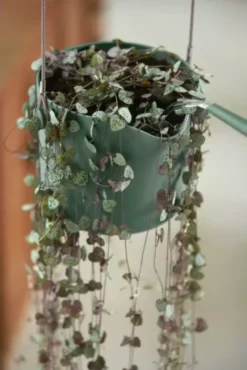 Elho Hängetopf 18cm B.for Swing, Steingrün -Deutschland Gartenbedarf Verkäufe 2024 elho haengetopf 18cm bfor swing stengroen 1679855 de