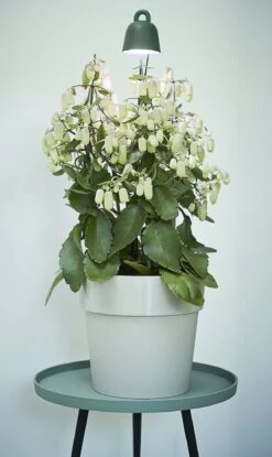 Elho Leaf Light Care, Laubgrün -Deutschland Gartenbedarf Verkäufe 2024 elho leaf light care laubgruen 775813 de