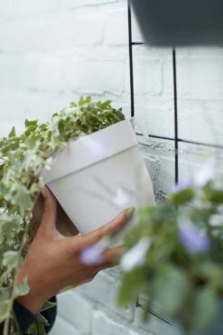 Elho Loft Urban Green Wall "Duo" 28 Cm, Weiss 11 Elho Loft Urban Green Wall "Duo" 28 Cm, Weiss -Deutschland Gartenbedarf Verkäufe 2024 elho loft urban green wall duo 28 cm 1670226 de