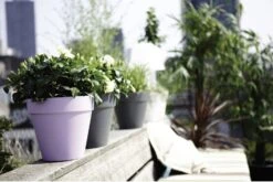 Elho Loft Urban Rund 20, Cranberry Rood -Deutschland Gartenbedarf Verkäufe 2024 elho loft urban rund 20 1666836 de