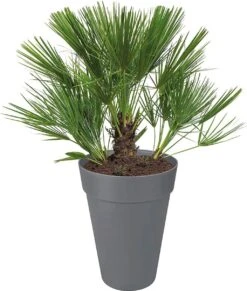 Elho Loft Urban Rund Hoch 28, Anthrazit 15 Elho Loft Urban Rund Hoch 28, Anthrazit -Deutschland Gartenbedarf Verkäufe 2024 elho loft urban rund hoch 28 antracit 1669018 de