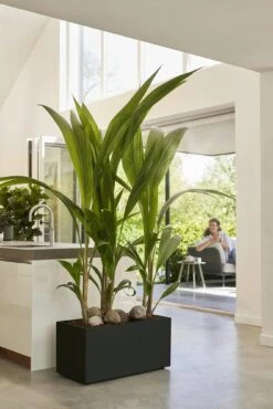 Elho Pflanzkasten Vivo Next Lang - 60 Cm, Living Schwarz -Deutschland Gartenbedarf Verkäufe 2024 elho pflanzkasten vivo next lang 60 cm living schwarz 1247651 de