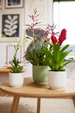 Elho Vibes Fold Rund 16 Cm, Sorbet Grün 19 Elho Vibes Fold Rund 16 Cm, Sorbet Grün -Deutschland Gartenbedarf Verkäufe 2024 elho vibes fold rund 16 cm 1495253 de