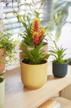 Elho Vibes Fold Rund 16 Cm, Sorbet Grün 31 Elho Vibes Fold Rund 16 Cm, Sorbet Grün -Deutschland Gartenbedarf Verkäufe 2024 elho vibes fold rund 16 cm 1495283 de