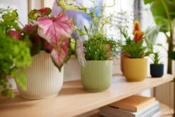 Elho Vibes Fold Rund 16 Cm, Sorbet Grün 23 Elho Vibes Fold Rund 16 Cm, Sorbet Grün -Deutschland Gartenbedarf Verkäufe 2024 elho vibes fold rund 16 cm 1495293 de