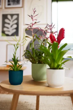 Elho Vibes Fold Rund 16 Cm, Sorbet Grün 24 Elho Vibes Fold Rund 16 Cm, Sorbet Grün -Deutschland Gartenbedarf Verkäufe 2024 elho vibes fold rund 16 cm sorbet gruen 1382393 de