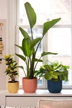 Elho Vibes Fold Rund 25 Cm, Seidenweiß 22 Elho Vibes Fold Rund 25 Cm, Seidenweiß -Deutschland Gartenbedarf Verkäufe 2024 elho vibes fold rund 25 cm 1495555 de