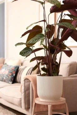 Elho Vibes Fold Rund 25 Cm, Seidenweiß 23 Elho Vibes Fold Rund 25 Cm, Seidenweiß -Deutschland Gartenbedarf Verkäufe 2024 elho vibes fold rund 25 cm seidenweiss 1048172 de