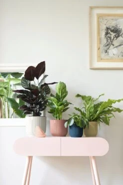 Elho Vibes Fold Rund 25 Cm, Seidenweiß 18 Elho Vibes Fold Rund 25 Cm, Seidenweiß -Deutschland Gartenbedarf Verkäufe 2024 elho vibes fold rund 25 cm seidenweiss 1048196 de