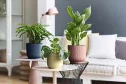 Elho Vibes Fold Rund 16 Cm, Sorbet Grün 26 Elho Vibes Fold Rund 16 Cm, Sorbet Grün -Deutschland Gartenbedarf Verkäufe 2024 elho vibes topf 16 cm 842179 de