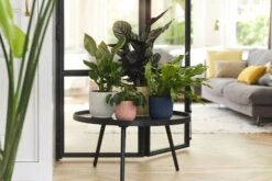 Elho Vibes Fold Rund 16 Cm, Sorbet Grün 27 Elho Vibes Fold Rund 16 Cm, Sorbet Grün -Deutschland Gartenbedarf Verkäufe 2024 elho vibes topf 16 cm 842186 de