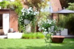 Elho Vibia Campana Hängeampel 26 Cm, Terra 9 Elho Vibia Campana Hängeampel 26 Cm, Terra -Deutschland Gartenbedarf Verkäufe 2024 elho vibia campana haengeampel 26 cm 1680450 de