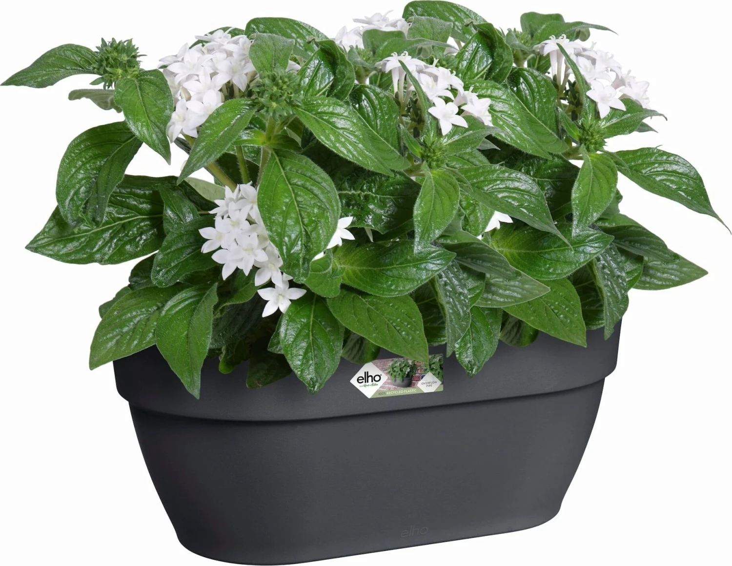 Elho Vibia Campana Wandampel 35 Cm, Anthrazit 4 Elho Vibia Campana Wandampel 35 Cm, Anthrazit – Bild 2