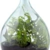ESSCHERT DESIGN Plant Terrarium Erde 2 ESSCHERT DESIGN Plant Terrarium Erde -Deutschland Gartenbedarf Verkäufe 2024 esschert design plant terrarium erde 1 st 1671920 de