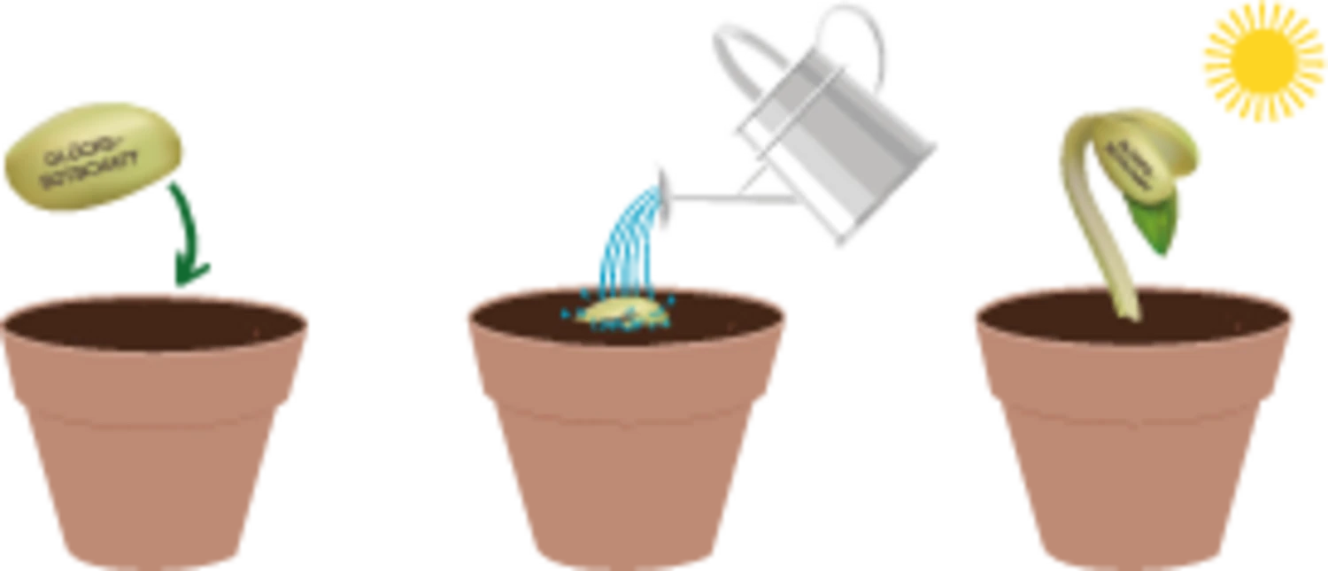 WonderBean "Viel Glück" 5 WonderBean "Viel Glück" – Bild 3