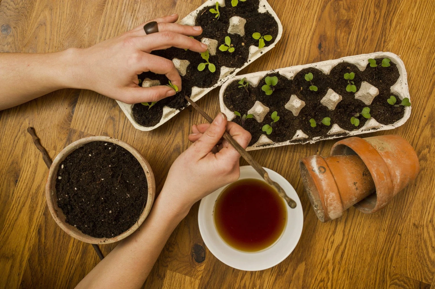 Kompost-Tee "bio-wurzelguss" 7 Kompost-Tee "bio-wurzelguss" – Bild 5