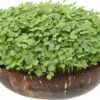 Microgreens Nachfüllpaket "Brokk 'n' Roll" 1 Microgreens Nachfüllpaket "Brokk 'n' Roll" -Deutschland Gartenbedarf Verkäufe 2024 grow grow nut microgreens nachfuellpaket brokk n roll 1 set 1012604 de