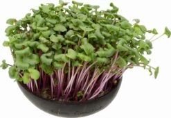 Microgreens Nachfüllpaket "Brokk 'n' Roll" 9 Microgreens Nachfüllpaket "Brokk 'n' Roll" -Deutschland Gartenbedarf Verkäufe 2024 grow grow nut microgreens nachfuellpaket brokk n roll 1 set 1012611 de