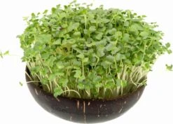 Microgreens Nachfüllpaket "Brokk 'n' Roll" 8 Microgreens Nachfüllpaket "Brokk 'n' Roll" -Deutschland Gartenbedarf Verkäufe 2024 grow grow nut microgreens nachfuellpaket brokk n roll 1 set 1012887 de