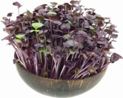 Microgreens Nachfüllpaket "Red Hot Greens" -Deutschland Gartenbedarf Verkäufe 2024 grow grow nut microgreens nachfuellpaket red hot greens 1 set 1012873 de