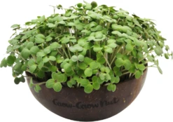Microgreens Nachfüllpaket "Red Hot Greens" -Deutschland Gartenbedarf Verkäufe 2024 grow grow nut microgreens nachfuellpaket red hot greens 1 set 1675645 de