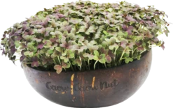 Microgreens Nachfüllpaket "The Mikro Greens" 8 Microgreens Nachfüllpaket "The Mikro Greens" -Deutschland Gartenbedarf Verkäufe 2024 grow grow nut microgreens nachfuellpaket the mikro greens 1 set 1012929 de