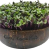Microgreens Nachfüllpaket "The Mikro Greens" -Deutschland Gartenbedarf Verkäufe 2024 grow grow nut microgreens nachfuellpaket the mikro greens 1 set 1012943 de