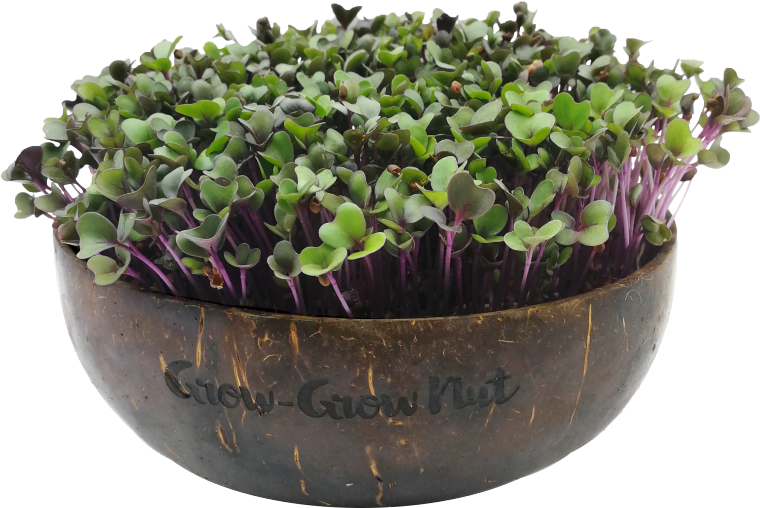 Microgreens Nachfüllpaket "The Mikro Greens" 3 Microgreens Nachfüllpaket "The Mikro Greens"