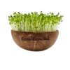 Microgreens Starterpaket -Deutschland Gartenbedarf Verkäufe 2024 grow grow nut microgreens starterpaket 1 set 1118796 de