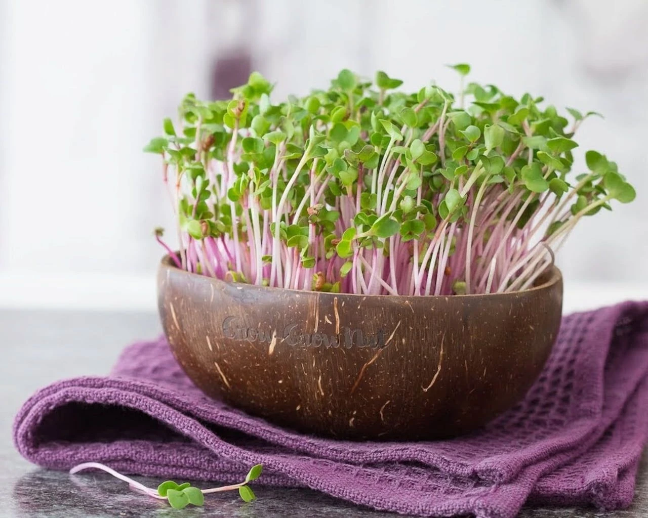 Microgreens Starterpaket 6 Microgreens Starterpaket – Bild 4
