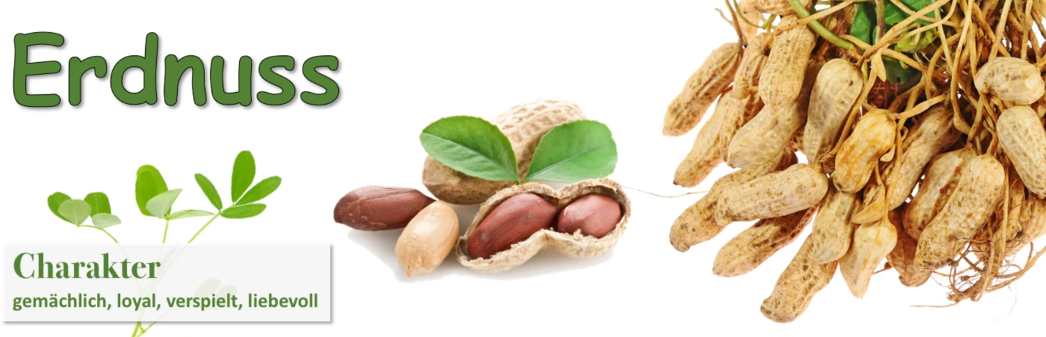 Erdnuss "Kids" Anzucht-Set 7 Erdnuss "Kids" Anzucht-Set – Bild 5