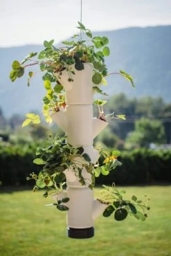 Erdbeerturm - Sissi Strawberry Hanging, Weiss -Deutschland Gartenbedarf Verkäufe 2024 gusta garden erdbeerturm sissi strawberry hanging bela 765361 de