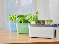 Harry Herbs Kräutertopf - Mit Haube, Weiß -Deutschland Gartenbedarf Verkäufe 2024 gusta garden harry herbs kraeutertopf mit haube 1409486 de