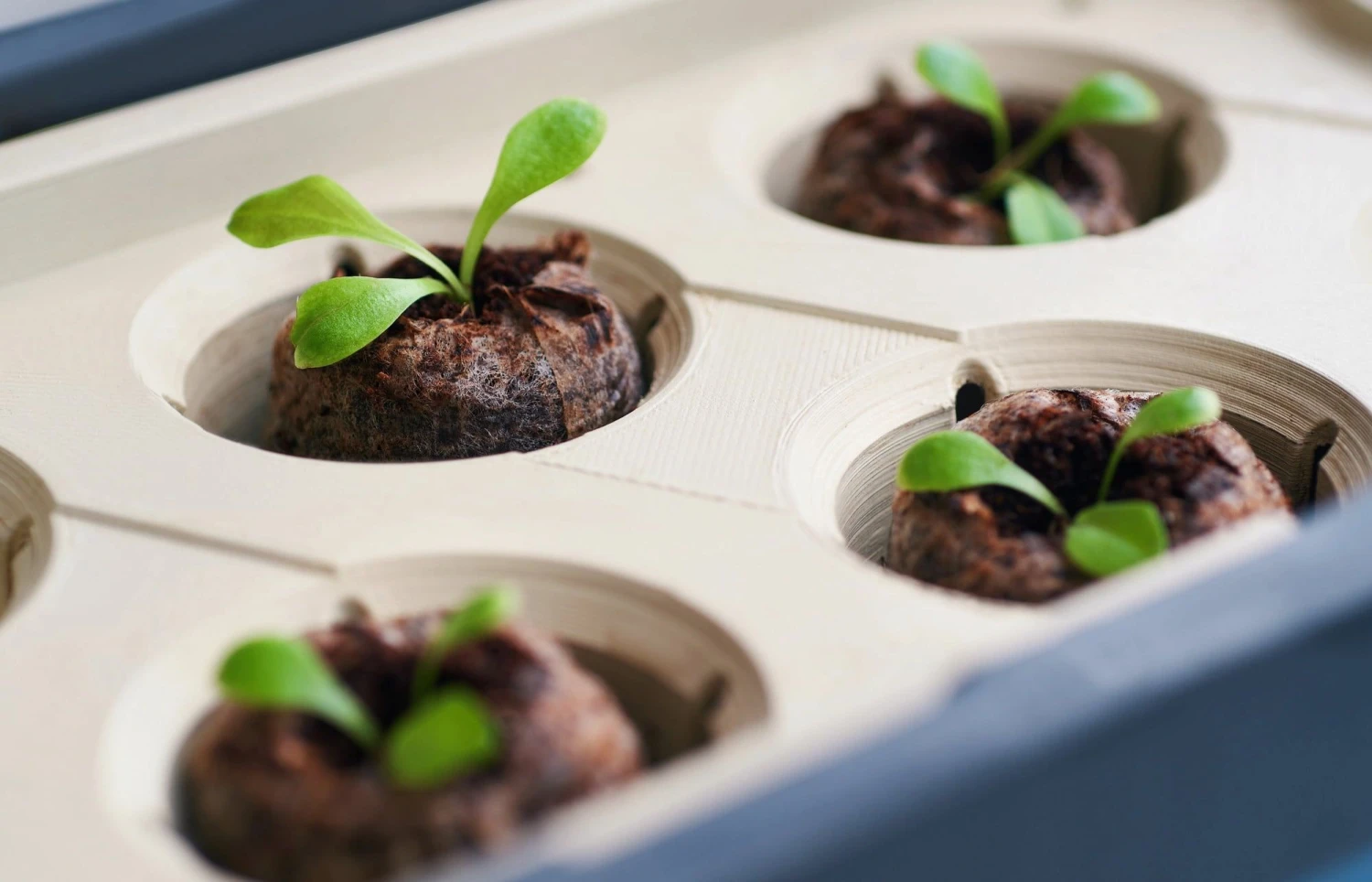 Kokos-Quelltöpfe 4 Kokos-Quelltöpfe – Bild 2