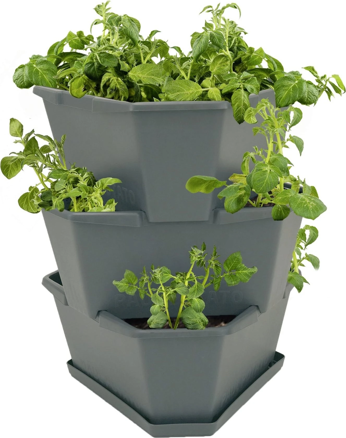 Paul Potato Starter - 3 Etagen, Grau 15 Paul Potato Starter - 3 Etagen, Grau – Bild 13