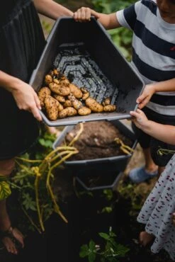 Paul Potato Starter - 3 Etagen, Grau 27 Paul Potato Starter - 3 Etagen, Grau -Deutschland Gartenbedarf Verkäufe 2024 gusta garden paul potato starter 3 etagen 1 st 765241 de