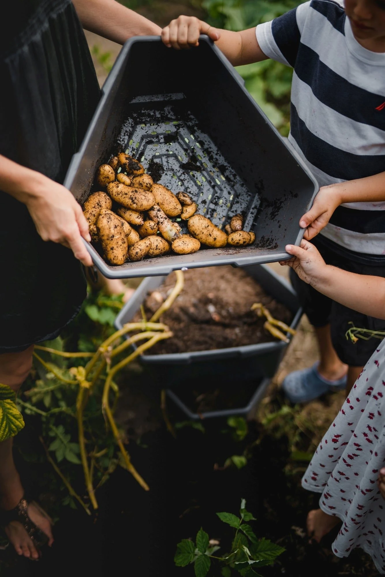 Paul Potato Starter - 3 Etagen, Grau 12 Paul Potato Starter - 3 Etagen, Grau – Bild 10